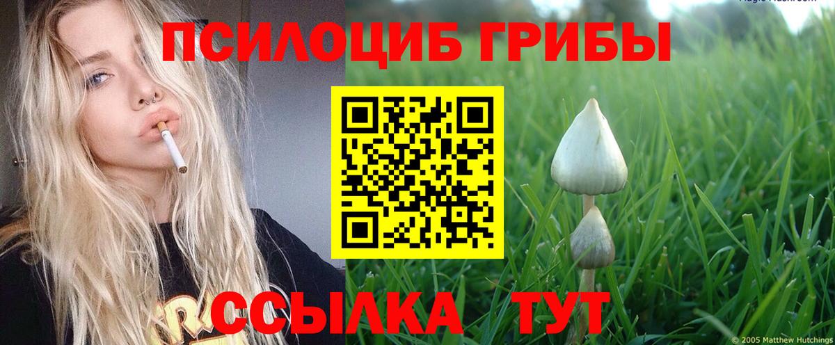 купить закладку  Псилоцибиновые грибы Magic Shrooms  Вход с VPN  Приморско-Ахтарск 